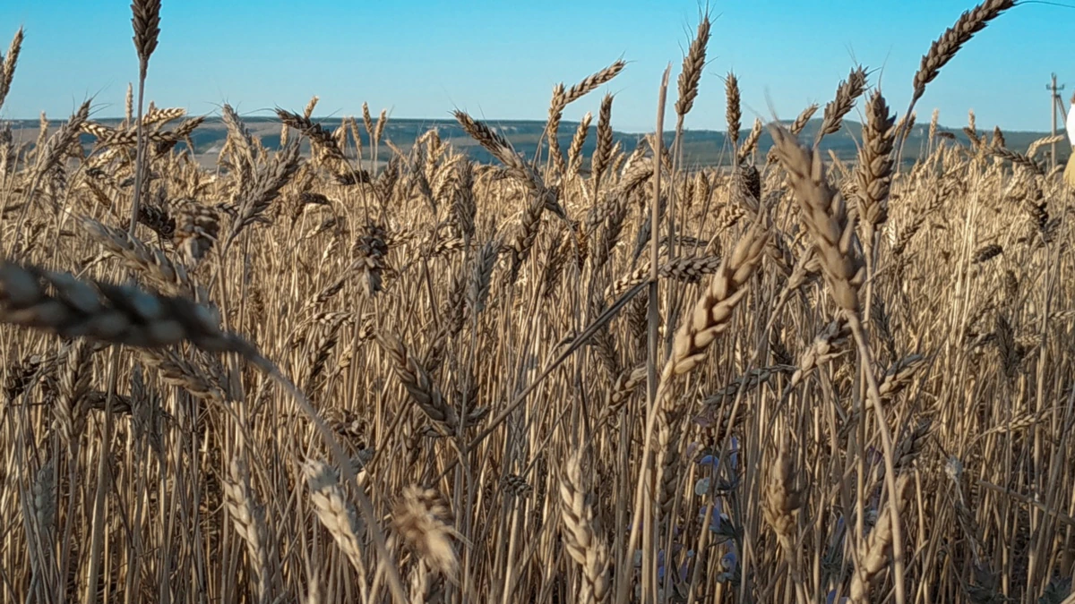 В Україні на складах зберігається до 20 млн тонн врожаю зернових – міністерство