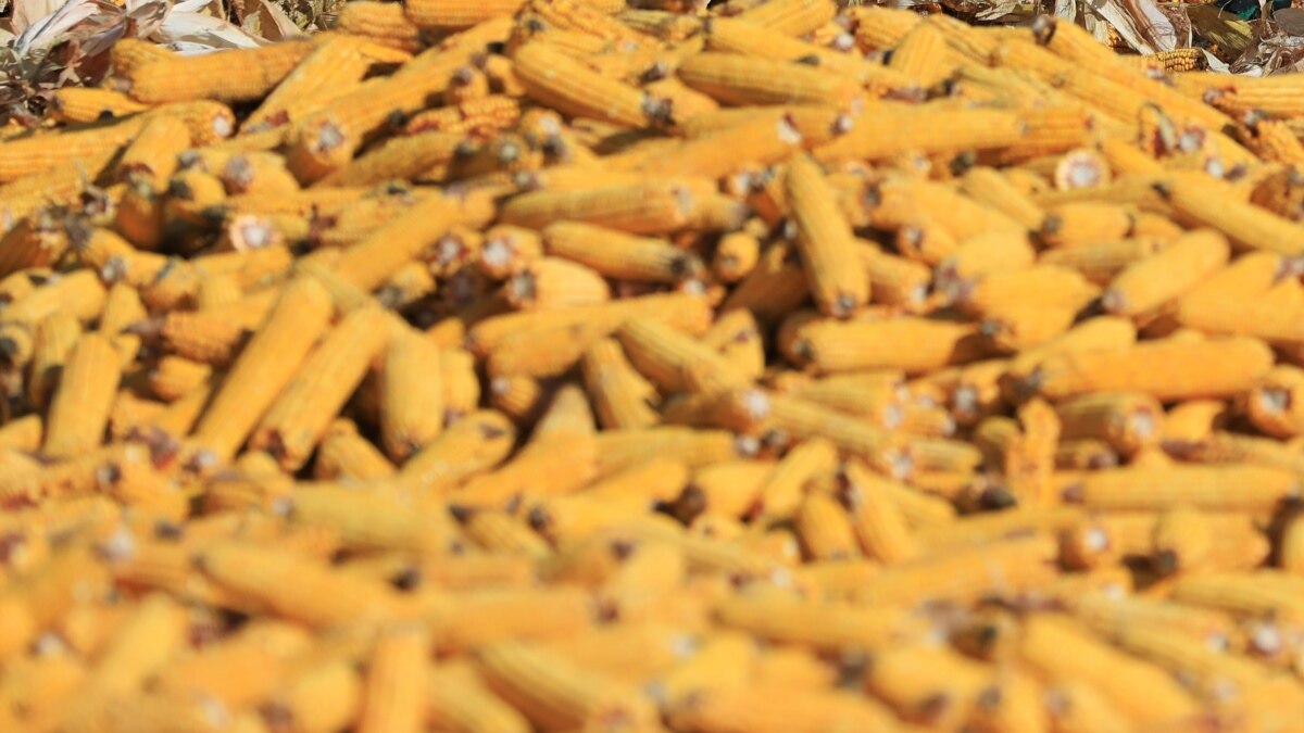 Українське зерно прибуло до Іспанії за новим маршрутом – ЗМІ