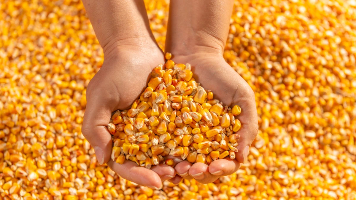З України вже експортовано понад 3 мільйони тонн зерна та харчів – світові організації