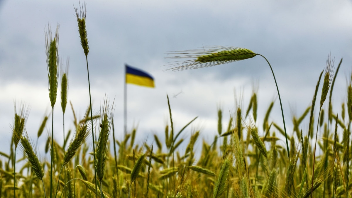 ЄС продовжив до 15 вересня обмеження на експорт аграрної продукції з України до 5 країн – Єврокомісія